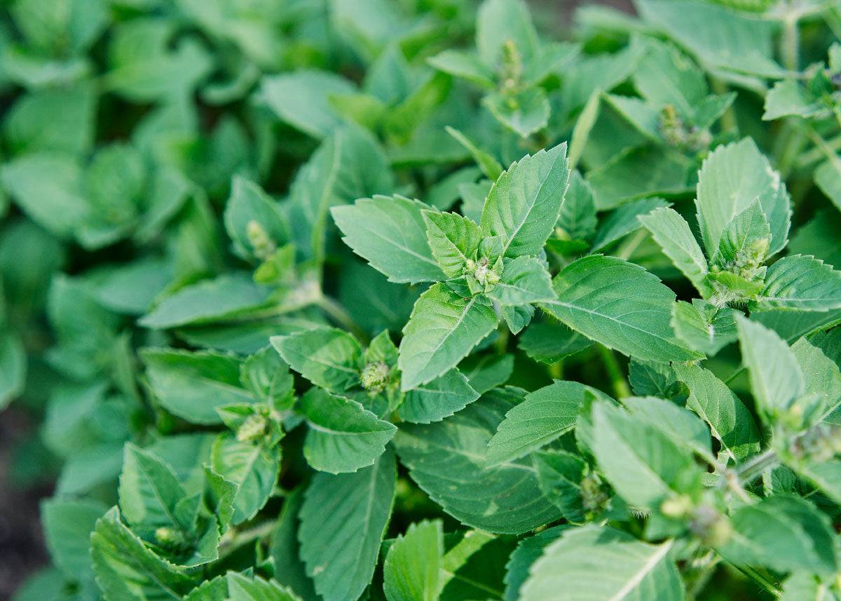Homegrown Wellness - Seed Collection - Knife Shift