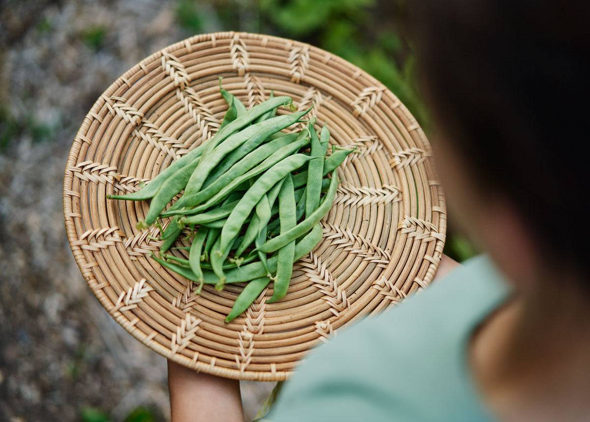 The Explorer : Rooted in America - Seed Collection - Knife Shift