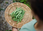 The Explorer : Rooted in America - Seed Collection - Knife Shift