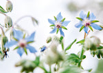 Edible Petals - Seed Collection - Knife Shift