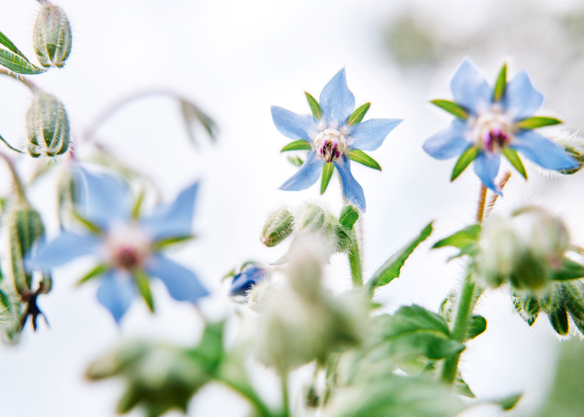 Edible Petals - Seed Collection - Knife Shift