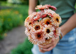 Edible Petals - Seed Collection - Knife Shift