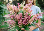 Freshly Cut Blooms - Seed Collection - Knife Shift