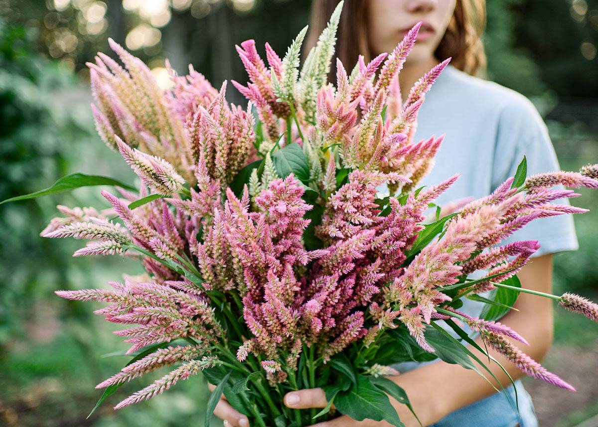 Freshly Cut Blooms - Seed Collection - Knife Shift