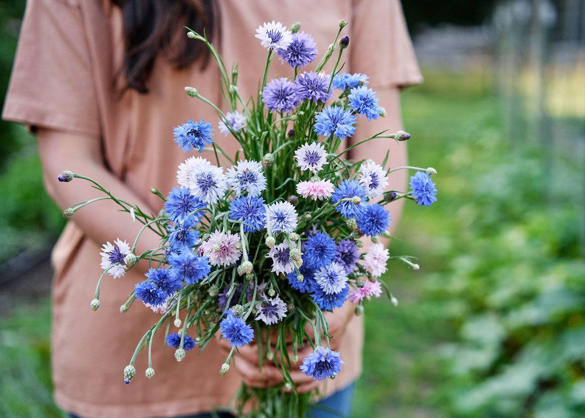 Edible Petals - Seed Collection - Knife Shift