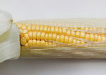The Explorer : Rooted in America - Seed Collection - Knife Shift