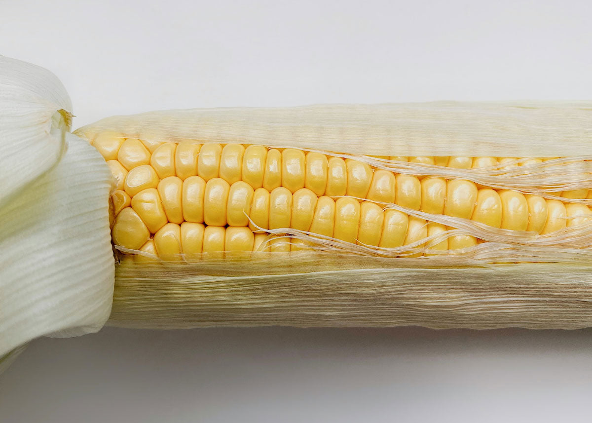The Explorer : Rooted in America - Seed Collection - Knife Shift