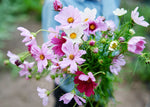 Freshly Cut Blooms - Seed Collection - Knife Shift