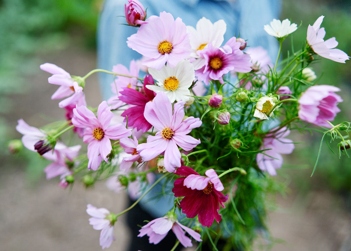 Freshly Cut Blooms - Seed Collection - Knife Shift