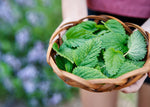Homegrown Wellness - Seed Collection - Knife Shift