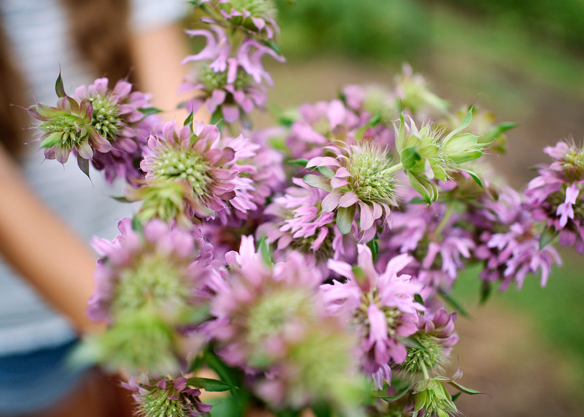 Freshly Cut Blooms - Seed Collection - Knife Shift