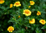 Edible Petals - Seed Collection - Knife Shift