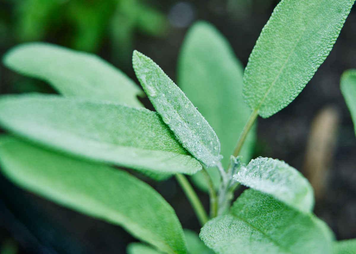 Homegrown Wellness - Seed Collection - Knife Shift