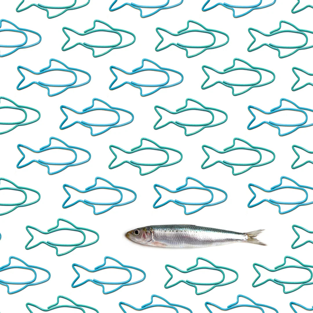 Sardine Paper Clips - Knife Shift
