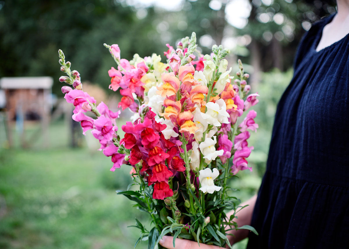 Freshly Cut Blooms - Seed Collection - Knife Shift