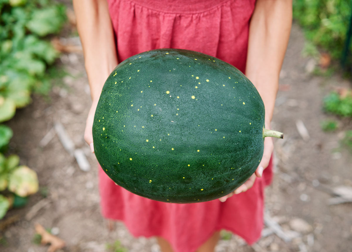 The Explorer : Rooted in America - Seed Collection - Knife Shift
